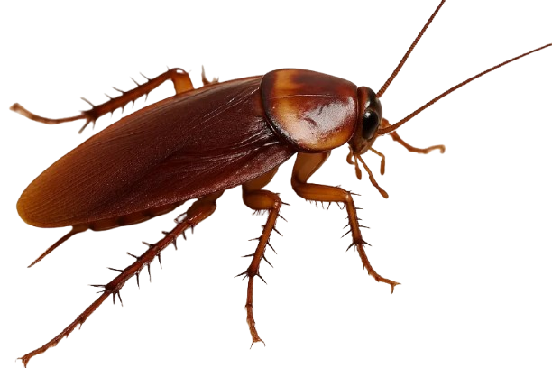 Cockroach