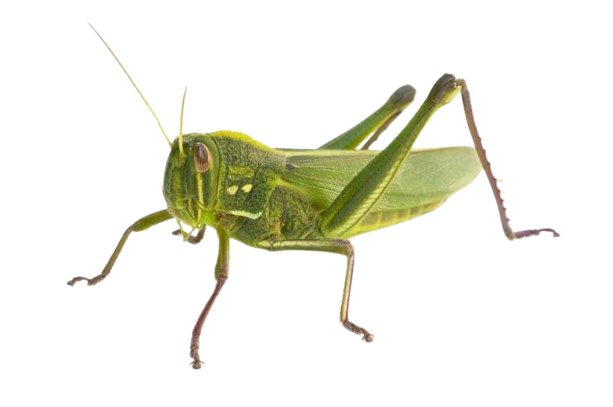 Bed Bug