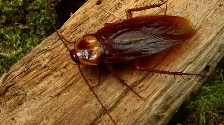 Cockroach