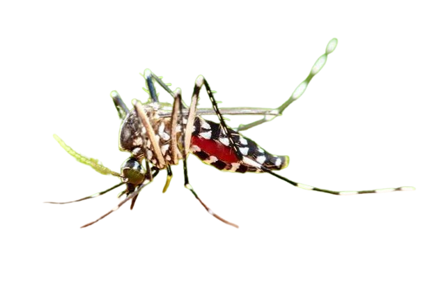 Mosquito