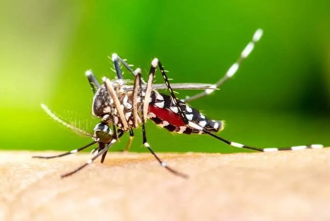 Mosquito