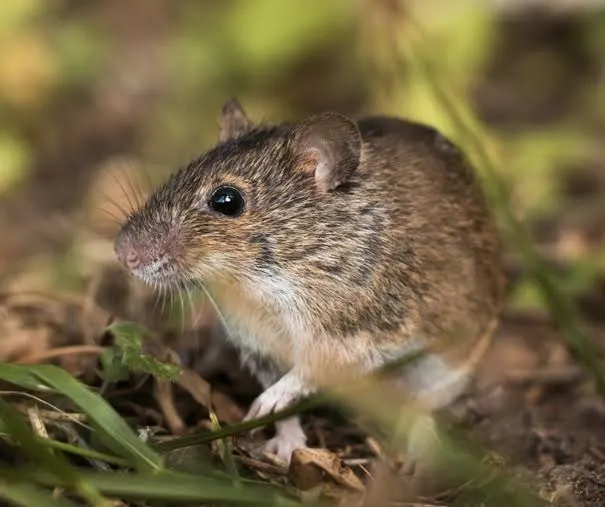 Rat