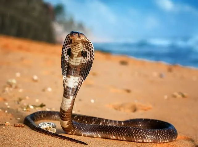 Snake
